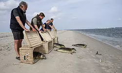 Sie wurden mit einem Boot und in K&ouml;rben auf die Insel gebracht und hier in die Freiheit entlassen. - &copy; Focke Strangmann/dpa