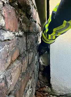 Die Katze war lange im Spalt eingeklemmt, ehe sie gerettet wurde. (Handout) - &copy; --/Feuerwehr Bochum/dpa