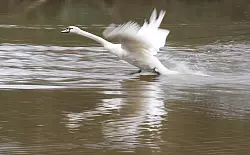 Die Schw&auml;ne schwimmen nun zu ihren Brutpl&auml;tzen. - &copy; Marcus Brandt/dpa