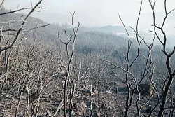 Die Feuer in Izmir w&uuml;ten demnach auf einer L&auml;nge von etwa 12 Kilometern. - &copy; Murat Kocabas/SOPA Images via ZUMA Press Wire/dpa