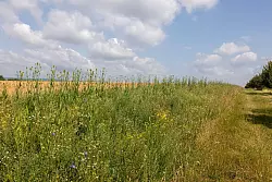 Standorte von Blühstreifen als Lebensraum für Feldhasen und Vögel sollten laut dem Jagdverband genau ausgewählt werden. (Archivbild) - © Helmut Fricke/dpa