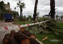 Umgest&uuml;rzte B&auml;ume liegen an der Strandpromenade von Palma. - &copy; Clara Margais/dpa