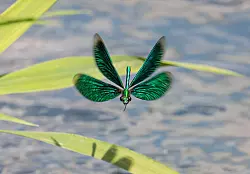 Die Larven der Libellen entwickeln sich im Wasser. (Archivbild) - &copy; Frank Rumpenhorst/dpa