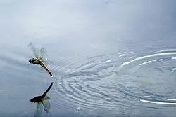 Die Larven der Libellen leben meist am Gew&auml;ssergrund oder zwischen Wasserpflanzen. (Archivbild) - &copy; Jens B&uuml;ttner/dpa-Zentralbild/ZB