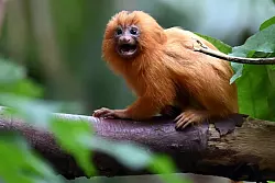 Goldgelbe L&ouml;wen&auml;ffchen geh&ouml;ren zu den Krallenaffen. - &copy; Federico Gambarini/dpa