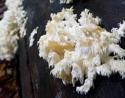 Der Pilz &Auml;stiger Stachelbart ist selten. Er soll im Nationalpark bald h&auml;ufiger vorkommen. - &copy; picture alliance / dpa