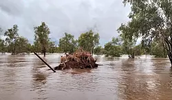 Eine Gruppe K&auml;ngurus, die im Hochwasser von Kimberly gestrandet sind. - &copy; Andrea Myers/ANDREA MYERS/AAP/dpa