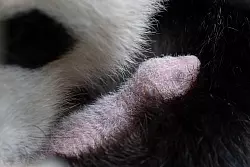 Die Jungtiere sind im Wechsel bei Mutter Meng Meng. - &copy; -/Zoo Berlin/dpa