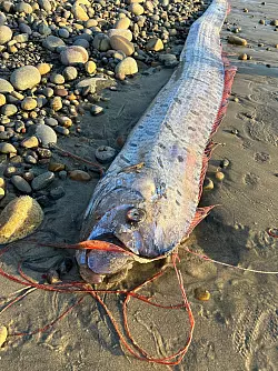 Riemenfische fallen durch ihre L&auml;nge und durch hellrote Flossen auf. - &copy; Alison Laferriere/Scripps Institution of Oceanography/dpa