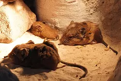 Die Tiere werden bereits vollst&auml;ndig behaart und mit ge&ouml;ffneten Augen geboren. - &copy; -/Tiergarten Kleve/dpa