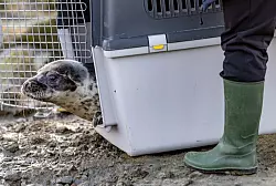 Aus den Transportboxen kamen die vier Kegelrobben nur sehr zögerlich heraus. - © Axel Heimken/dpa