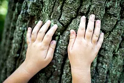 Wälder fördern die Vielfalt von Tieren und Pflanzen sowie menschliche Gesundheit und Wohlbefinden. (Archivbild) - © Hauke-Christian Dittrich/dpa