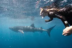 Beim Tauchen ist die Begegnung mit einem Walhai ein Zufallsspiel, beim organisierten Schnorcheln gut planbar. - © Exmouth Dive and Whalesharks Ningaloo/dpa-tmn