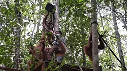 Viele gerettete Orang-Utans müssen erst einmal lernen, wie man auf Bäume klettert. - © -/Bos Foundation/dpa