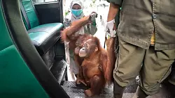 Einsteigen bitte: An der Hand ihrer Pfleger erkunden die jungen Orang-Utans erst einmal den Bus. - © -/Bos Foundation/dpa