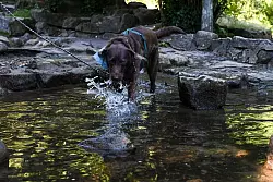 Auch Tiere brauchen Abkühlung. - © Katharina Kausche/dpa