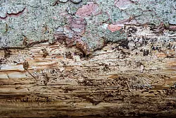 Eine vom Borkenk&auml;fer befallene Fichte liegt auf dem Waldboden. Unter der Rinde kann man das Fra&szlig;bild der Buchdrucker-K&auml;ferlarven sehen. (Archivbild) - &copy; Lino Mirgeler/dpa