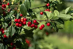 Die Obstbauern haben eine gute Kirschenernte verzeichnet. (Archivbild) - &copy; Silas Stein/dpa