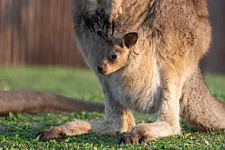 Das Jungtier wurde wahrscheinlich im vergangenen September geboren, es dauert aber noch etwas, bis es aus dem Beutel kommen wird. (Handout) - © Wilhelma Stuttgart/Birger Meierjohann/dpa