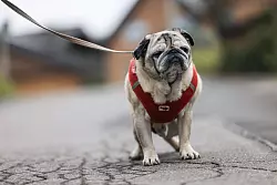 Längeres regungsloses Stehenbleiben kann laut Tiermediziner ein Demenz-Symptom sein. - © Oliver Berg/dpa