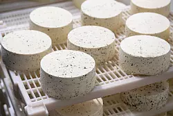 Wer sich in Quark und Frischkäse geübt hat, kann später auch zur Herstellung von Weichkäse übergehen. - © Franziska Gabbert/dpa-tmn