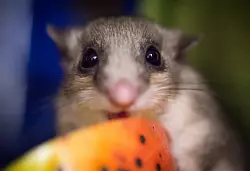 Nagt neben Fr&uuml;chten auch an Stromkabeln: ein Siebenschl&auml;fer. (Archivbild) - &copy; picture alliance / dpa