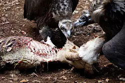 M&ouml;nchsgeier und G&auml;nsegeier geh&ouml;ren zu den neun Geierarten, die in Indien vorkommen. (Illustration) - &copy; Clara Margais/dpa