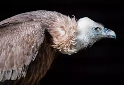 Sehen vielleicht nicht so h&uuml;bsch aus wie Pandas - sollten aber eher gesch&uuml;tzte werden, finden Forscher. - &copy; picture alliance / Alexander Heinl/dpa