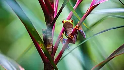Der Name ist Programm: Der Rotaugenlaubfrosch ziert Souveniers und Postkarten in Costa Rica. - &copy; Costa Rica Tourism Board/dpa-tmn