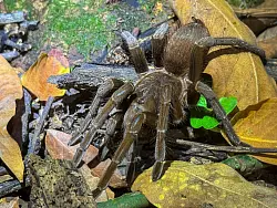 Will einfach ihre Ruhe haben: Diese Vogelspinne im Manzanillo-Nationalpark setzt auf ihre Tarnung - und tut nichts, wenn man ihr nichts tut. - &copy; Steven Hille/dpa-tmn