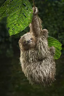 Einfach abh&auml;ngen: Um Faultiere zu entdecken, muss man nicht unbedingt in den Dschungel, sie h&auml;ngen auch in St&auml;dten in den B&auml;umen. - &copy; Costa Rica Tourism Board/dpa-tmn