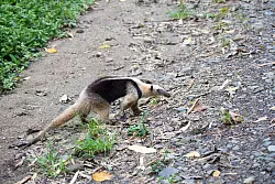So gro&szlig; wie ein Dackel: Ameisenb&auml;ren sind gesch&auml;ftige Tierchen, bis zu 80 Ameisennester pro Tag m&uuml;ssen sie ansteuern, um satt zu werden. - &copy; Costa Rica Tourism Board/dpa-tmn