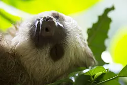 Mittagsschlaf im Blattwerk: Faultiere sind am Tag und in der Nacht aktiv - Pausen m&uuml;ssen sein. - &copy; Costa Rica Tourism Board/dpa-tmn