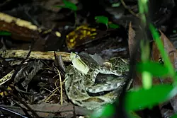 Vorsicht, giftig! Dieser Lanzenotter im Tortuguero-Nationalpark sollte man besser aus dem Weg gehen, auch wenn es ein Gegengift gibt. - &copy; Costa Rica Tourism Board/dpa-tmn