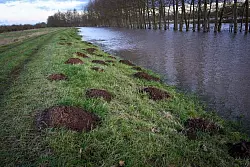 Maulwurfsh&uuml;gel auf dem Deich der Helme bei M&ouml;nchpfiffel-Nikolausrieth. - &copy; Heiko Rebsch/dpa