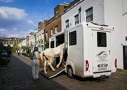 Ein Pferd wird verladen: Smartie macht alle acht Wochen mindestens ebenso lange Ferien auf dem Land. - © Dörte Nohrden/dpa-tmn