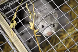 Auch Nerze k&ouml;nnen sich mit dem Vogelgrippevirus infizerien. - &copy; Milla Takala/Lehtikuva/dpa