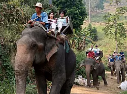 Noch immer werden Elefanten in Thailand f&uuml;r Touristenritte ausgebeutet - aber immer mehr Camps steigen auf eine tierfreundlichere Behandlung um. (Archivbild) - &copy; picture alliance / dpa