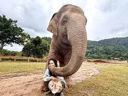 Mit ihren R&uuml;sseln scheinen die Elefanten ihre Retterin z&auml;rtlich zu streicheln. - &copy; Carola Frentzen/dpa