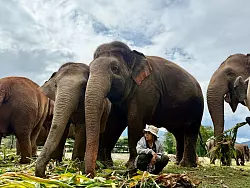 V&ouml;llig ohne Angst sitzt Lek oft unter den tonnenschweren K&ouml;rpern ihrer Sch&uuml;tzlinge. - &copy; Carola Frentzen/dpa