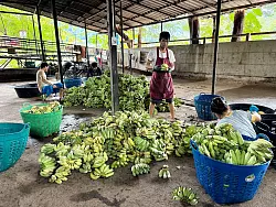 In der &laquo;Elefantenk&uuml;che&raquo; werden t&auml;glich Tausende Bananen f&uuml;r die Tiere vorbereitet. - &copy; Carola Frentzen/dpa