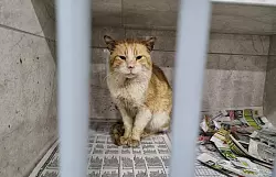 Diese Katze wurde aus dem Erdbebengebiet im S&uuml;den der T&uuml;rkei gerettet. Nun wartet sie in der Angels Farm auf ein neues Zuhause. - &copy; Kerem Bas/Welttierschutzgesellschaft /dpa