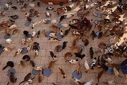 Ein Mitarbeiter spielt mit einigen der vielen geretteten Katze in Ernestos Cat Sanctutary

in Idlib. - &copy; Anas Al-Kharboutli/