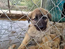 Dieser Hundewelpe sitzt in einem K&auml;fig in der Angels Farm in Izmir. - &copy; Kerem Bas/Welttierschutzgesellschaft /dpa