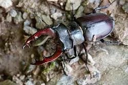 Auch tierische Begegnungen bleiben auf der Paddeltour nicht aus - wie mit diesem Hirschkäfer. - © Andreas Drouve/dpa-tmn
