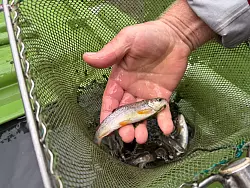 Die Bachforellen setzen ihr Leben ein paar Kilometer flussabw&auml;rts fort. - &copy; Hans Lozza/Schweizerischer Nationalpark/dpa