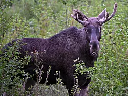 Das Tier ist seit einigen Wochen in &Ouml;sterreich unterwegs. - &copy; Helmut Fohringer/APA/dpa