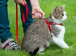 F&uuml;r unterforderte Wohnungskatzen kann es eine Bereicherung sein, sich an Geschirr und Leine in einem sicheren Bereich in direkter Wohnungsn&auml;he aufhalten zu k&ouml;nnen. (Archivbild) - &copy; picture alliance / ZB