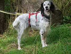 Hund Cloe lebt im Tierheim Ludwigsburg, das &uuml;berf&uuml;llt ist - wie viele Tierheime in Deutschland. - &copy; -/Tierheim Ludwigsburg/dpa