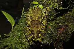 Kaum zu sehen: die neu entdeckte Froschart (Theloderma khoii) aus dem Norden Vietnams. - &copy; Nguyen Thien/WWF/dpa